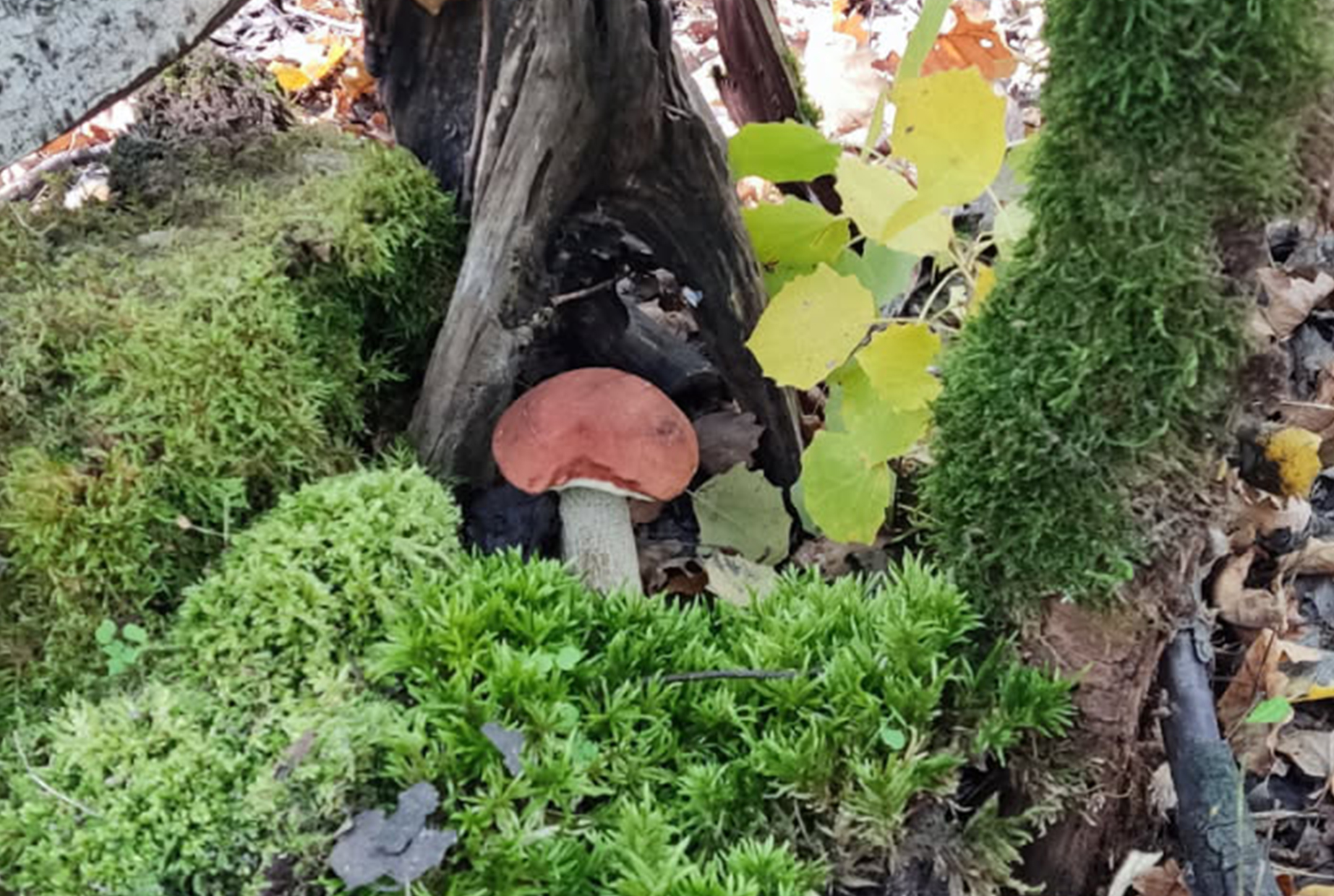 Bain de forêt en automne